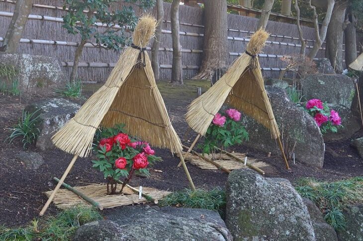 鶴岡八幡宮・神苑ぼたん庭園「正月ぼたん」の様子