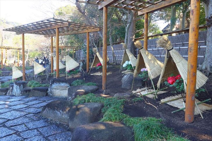 鶴岡八幡宮・神苑ぼたん庭園「正月ぼたん」の様子