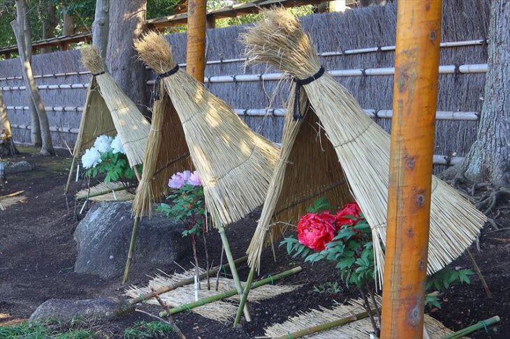 鶴岡八幡宮・神苑ぼたん庭園「正月ぼたん」の様子