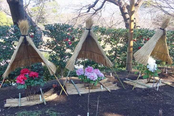 鶴岡八幡宮・神苑ぼたん庭園「正月ぼたん」の様子