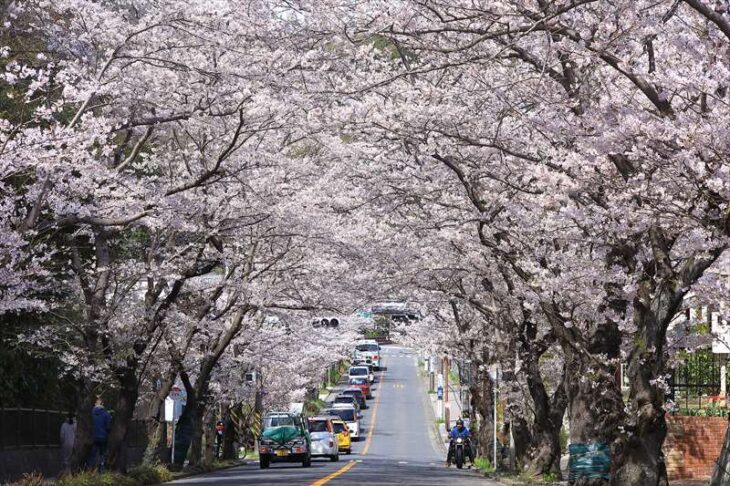 ハイランドさくら道の桜