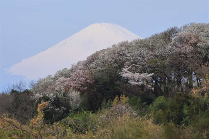 富士山と山桜