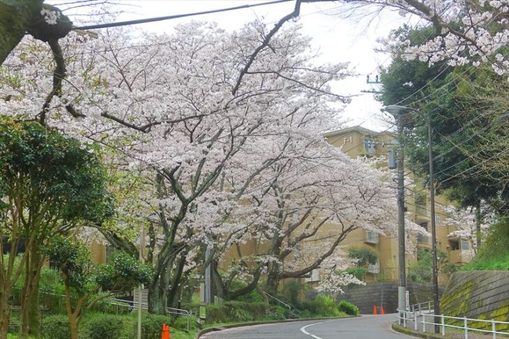 鎌倉グリーンハイツの桜