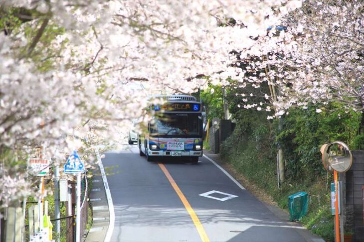鎌倉山1丁目の桜