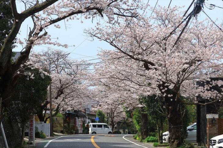 鎌倉山2丁目の桜