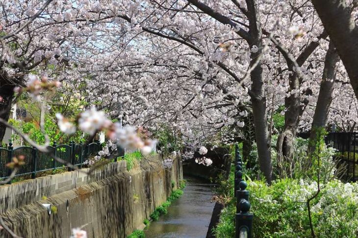 砂押川プロムナードの桜