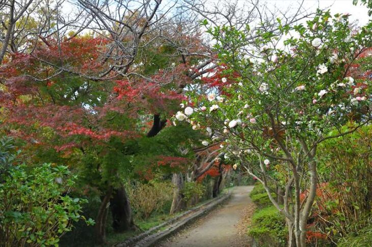源氏山公園の紅葉と山茶花