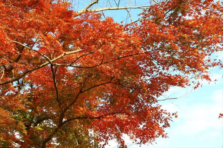 源氏山公園の紅葉