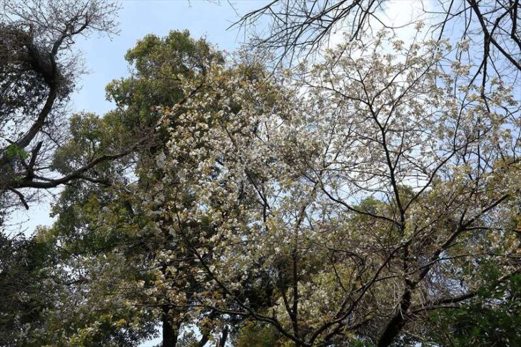 天園ハイキングコースに咲いていた桜