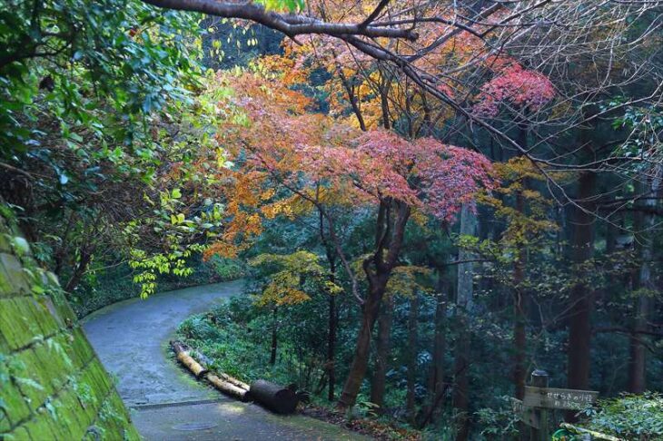 散在ガ池森林公園の紅葉