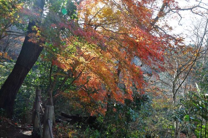 散在ガ池森林公園の紅葉