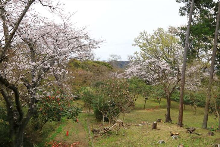 源氏山公園の桜