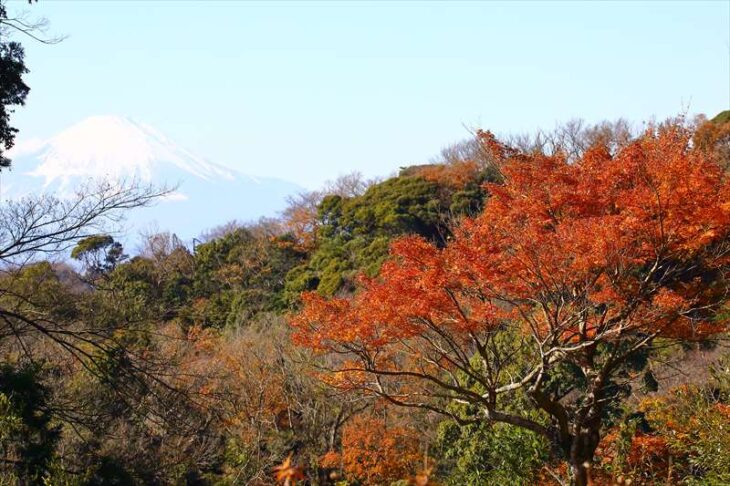 半僧坊からの富士山と紅葉