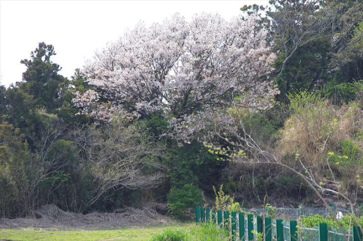 天園ハイキングコース上の桜