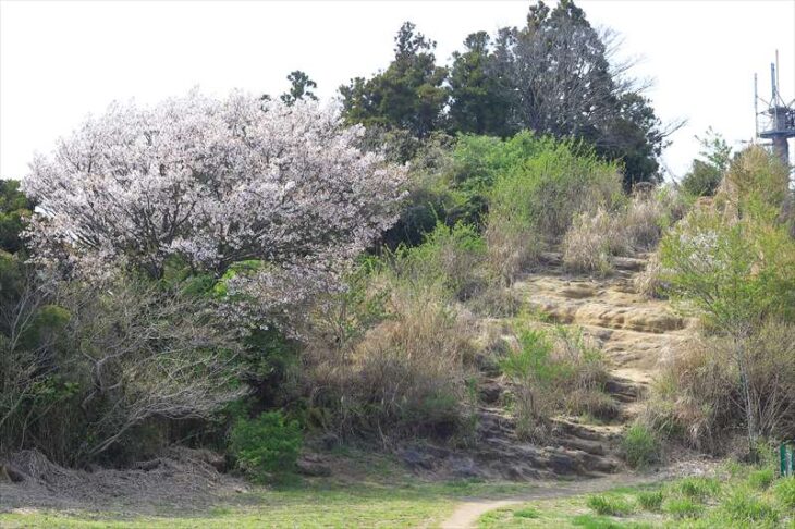 天園ハイキングコース上の桜