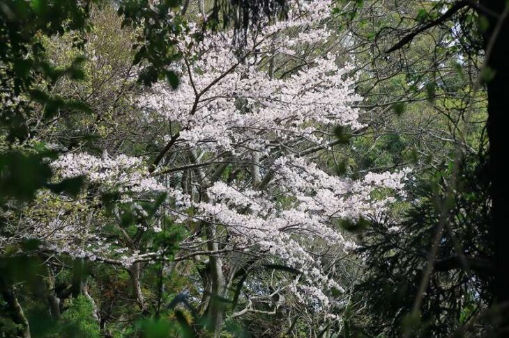 天園ハイキングコースの桜