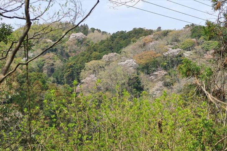 天園ハイキングコースの鎌倉霊園入口コース