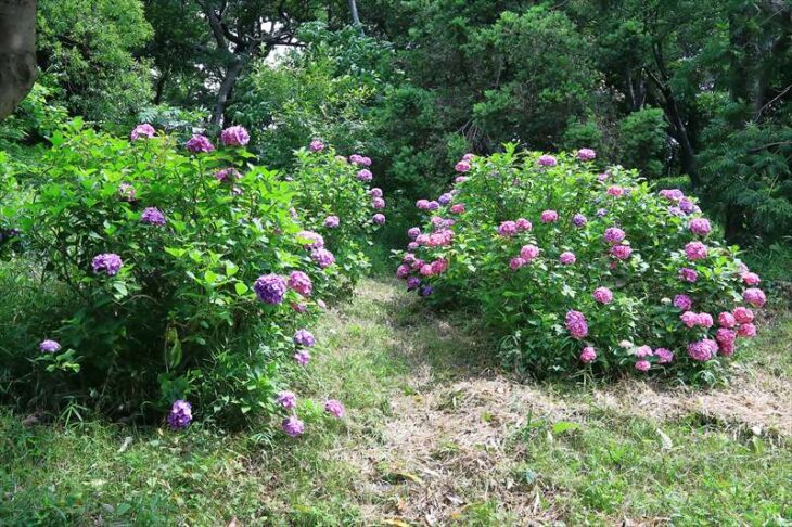 源氏山公園の紫陽花