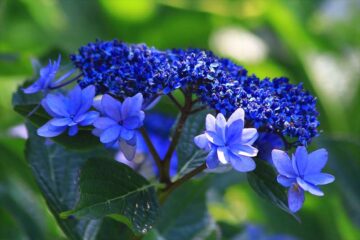 天園の紫陽花
