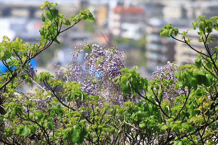 祇園山見晴台から見えた藤の花