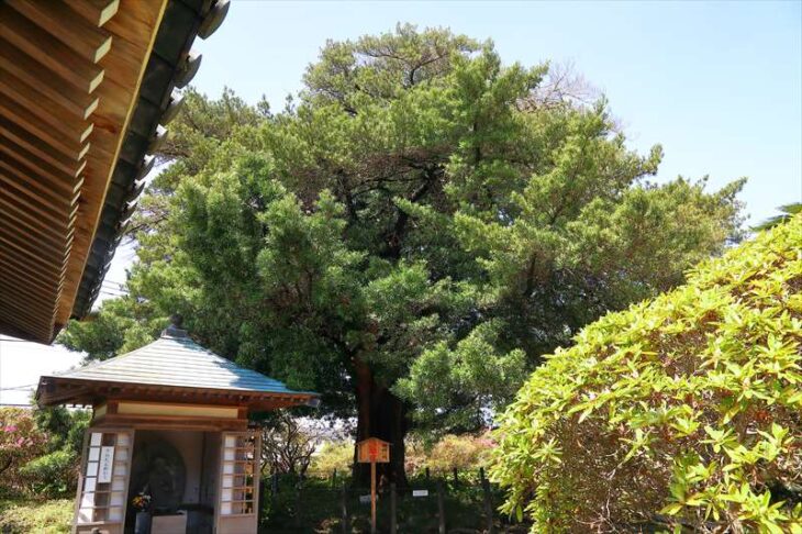 安養院 鎌倉市天然記念物の木（マキ）
