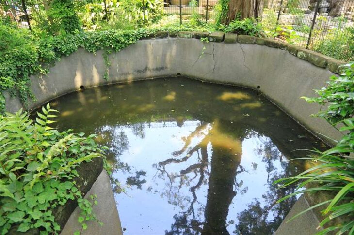 妙隆寺の池