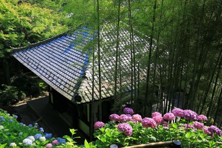 長谷寺の紫陽花と竹林