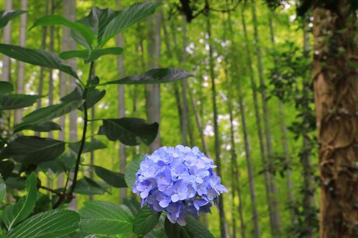 報国寺の竹林と紫陽花