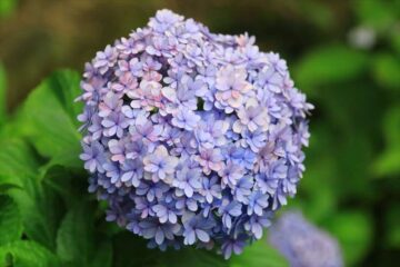 浄妙寺の紫陽花