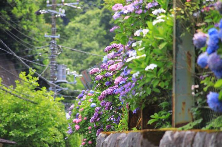 瑞泉寺へ向かう途中の紫陽花