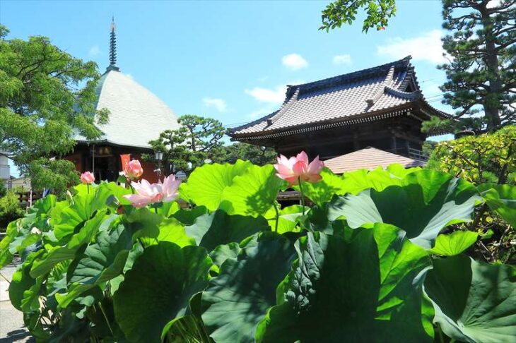 本覚寺の蓮の花