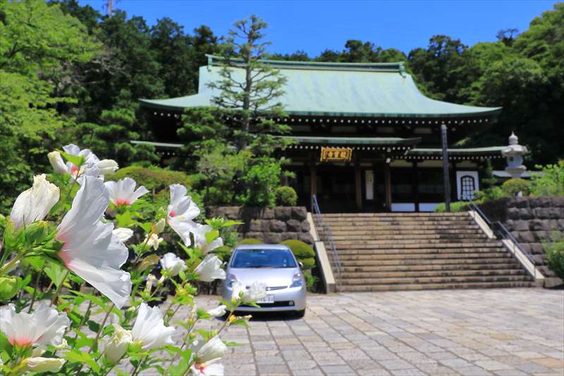 龍宝寺とムクゲの花