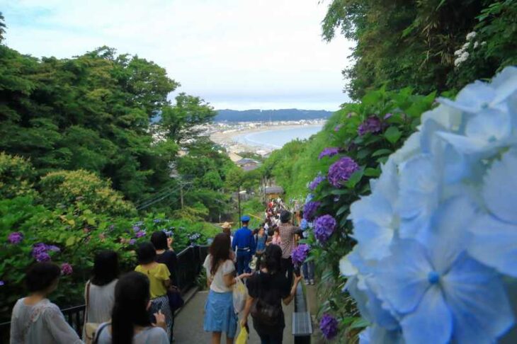 浄妙寺の紫陽花の参道と由比ヶ浜の海