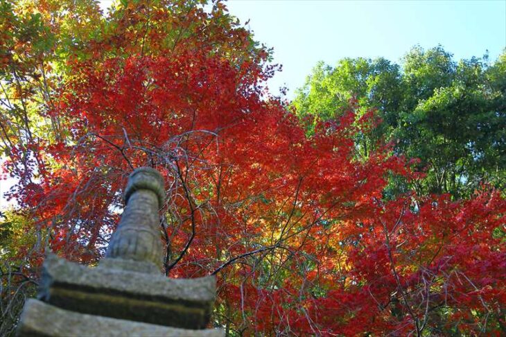 松久寺の紅葉