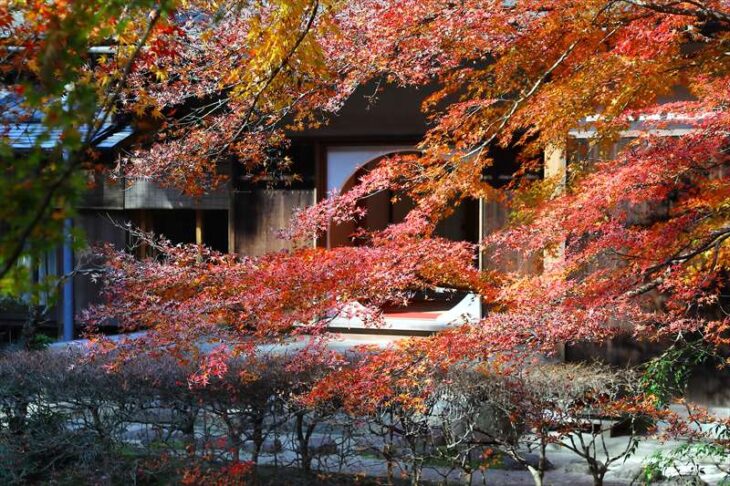 明月院 本堂後庭園の紅葉