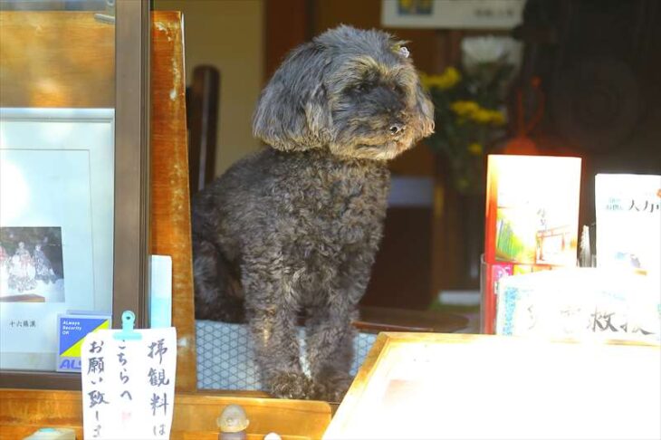 英勝寺の犬