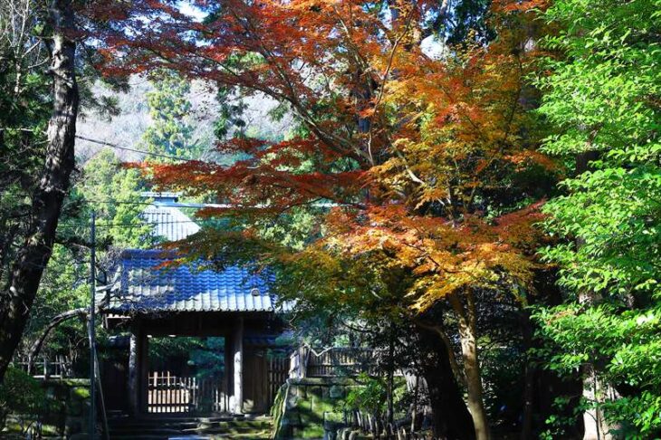 寿福寺の参道の紅葉