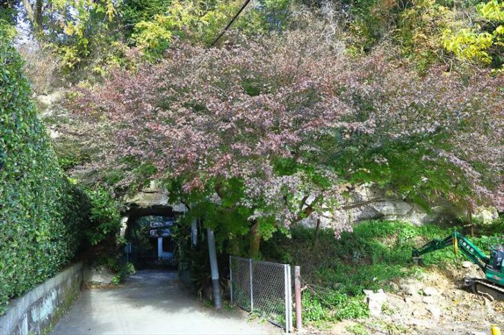 寿福寺トンネルと紅葉
