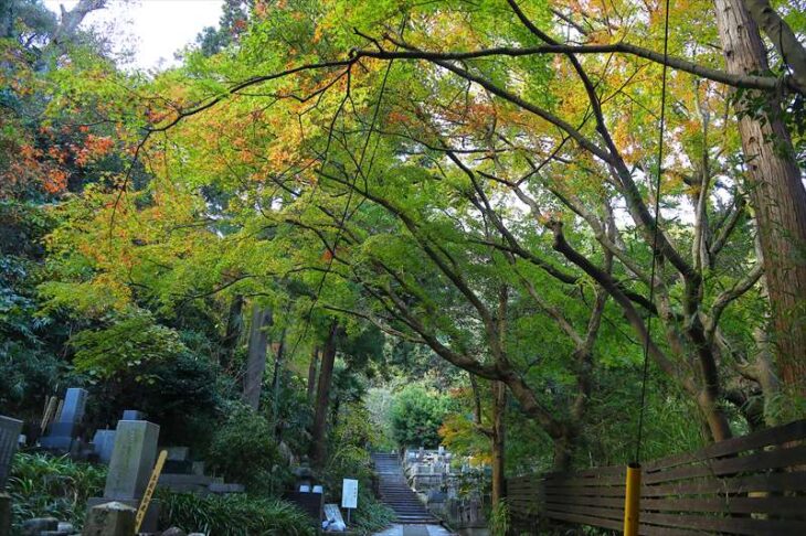 寿福寺の紅葉