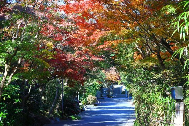海蔵寺への道の紅葉