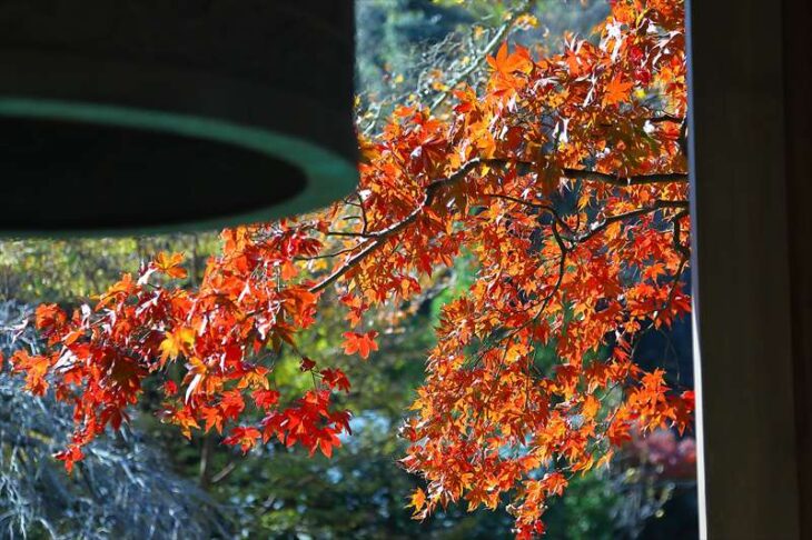 海蔵寺 梵鐘と紅葉