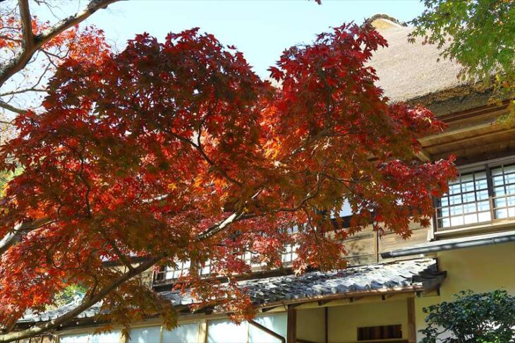 海蔵寺 庫裡の前の紅葉