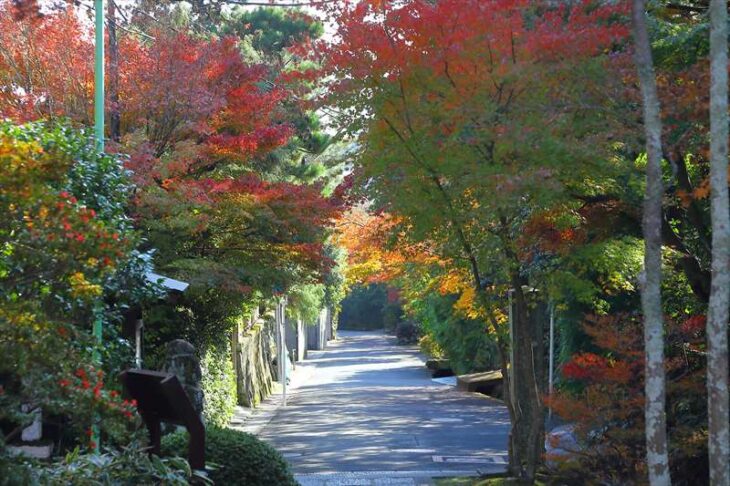 海蔵寺の境内から見る海蔵寺への道の紅葉