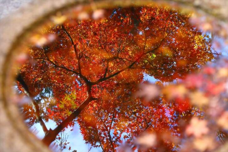 覚園寺の天水桶に映る紅葉