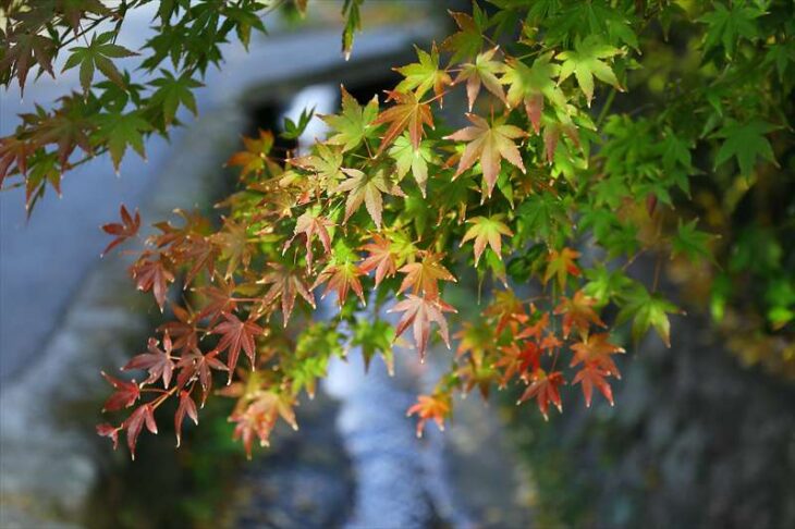 平子川にかかる紅葉