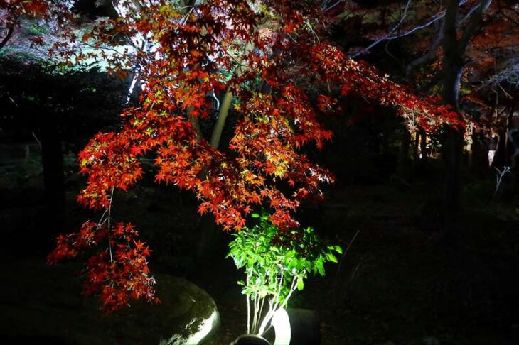 覚園寺の紅葉ライトアップ