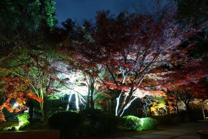 覚園寺の紅葉ライトアップ