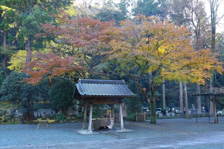 妙本寺 手水舎の周りの紅葉
