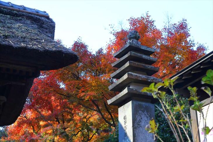長寿寺 山門前から見える紅葉