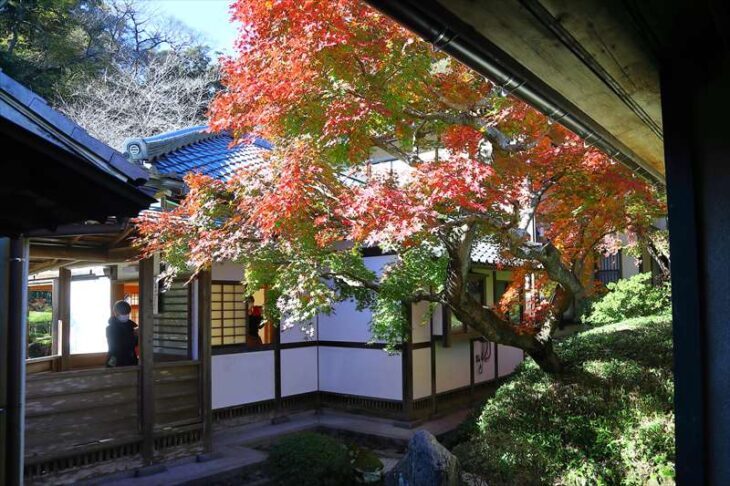 長寿寺の中庭の紅葉